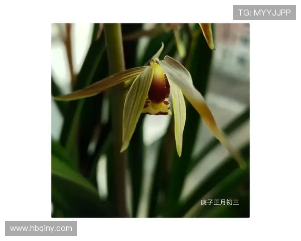 绁濊春锛佹棤閿$悮浼犳斂鍏ラ€夐鐩樺浗瀹堕槦锛屽皯骞撮€愭ⅵ鍐嶅惎鏂扮▼